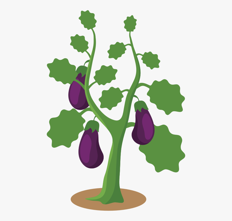 Eggplant eggplant plant.