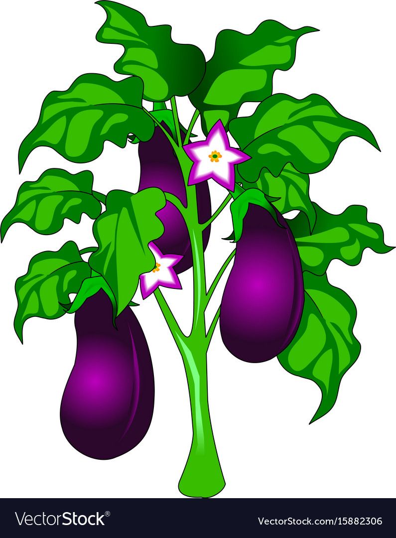 Eggplant on the field Royalty Free Vector Image