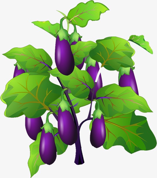 Eggplant tree clipart
