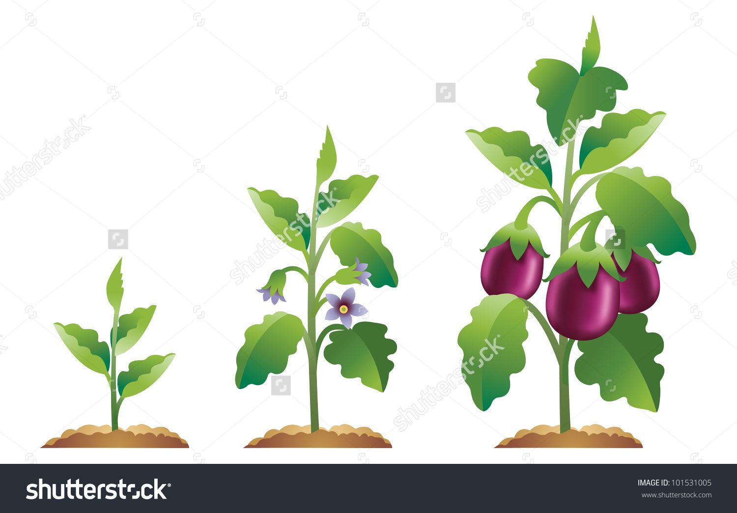 Eggplant growth stages.