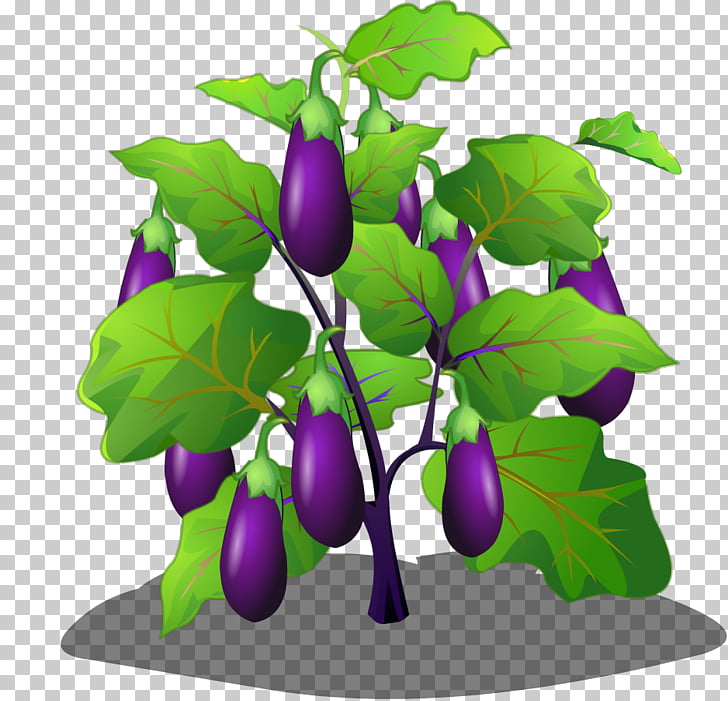 Eggplant vegetable cartoon.