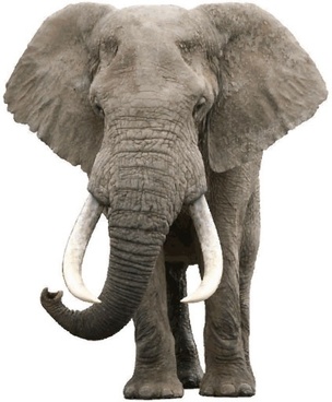 Realistic elephant clipart.