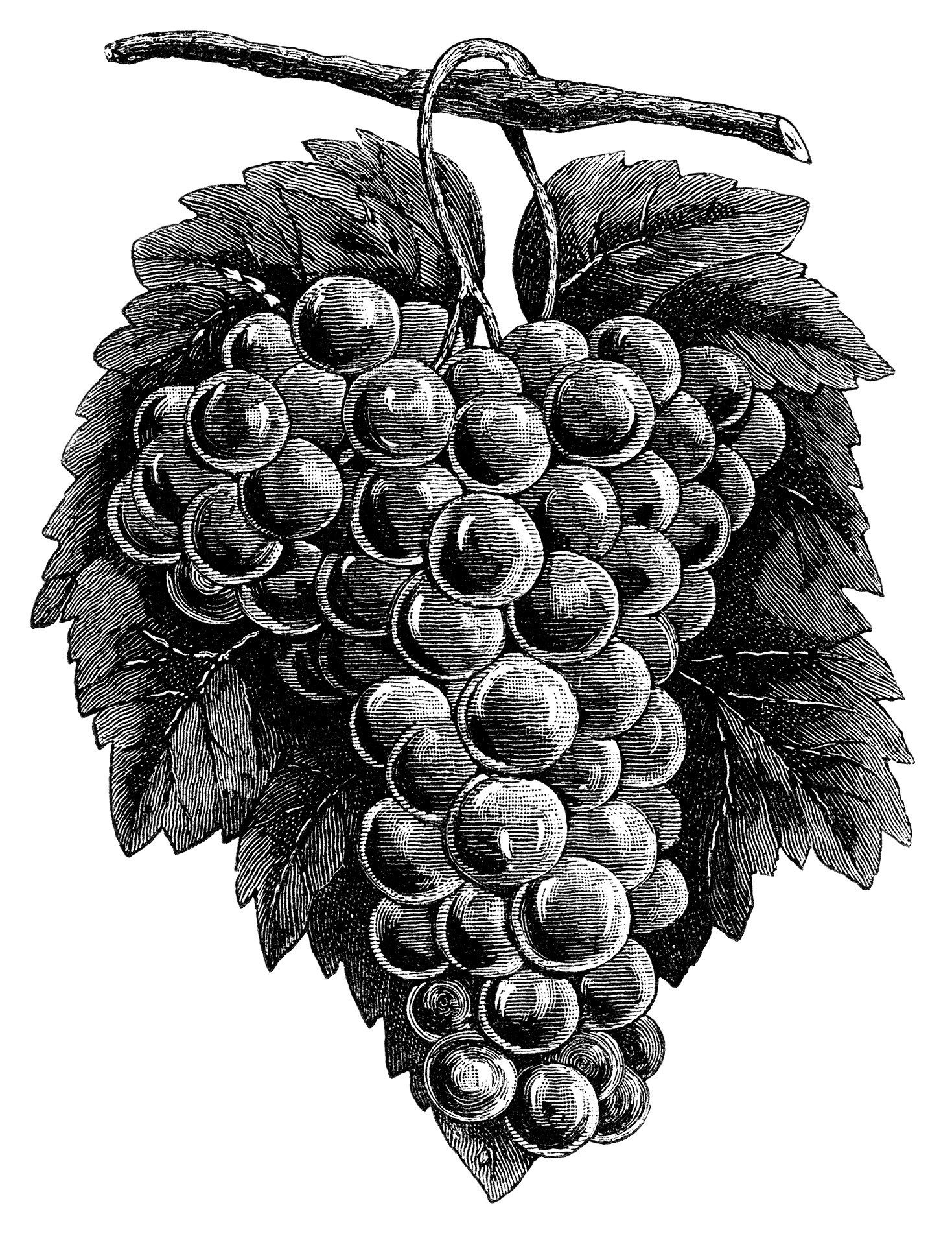 Cluster grapes clipart.