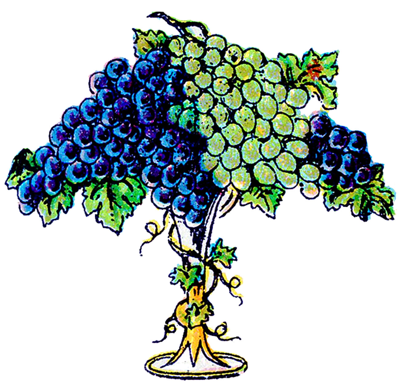 6 Grapes Clipart and Botanicals