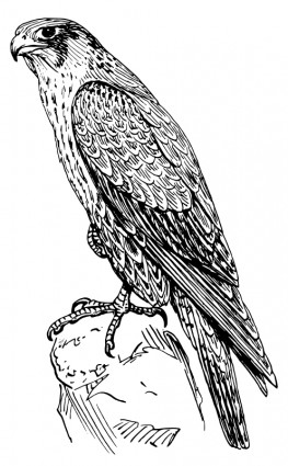 Free Falcon Clipart falcon head, Download Free Clip Art on