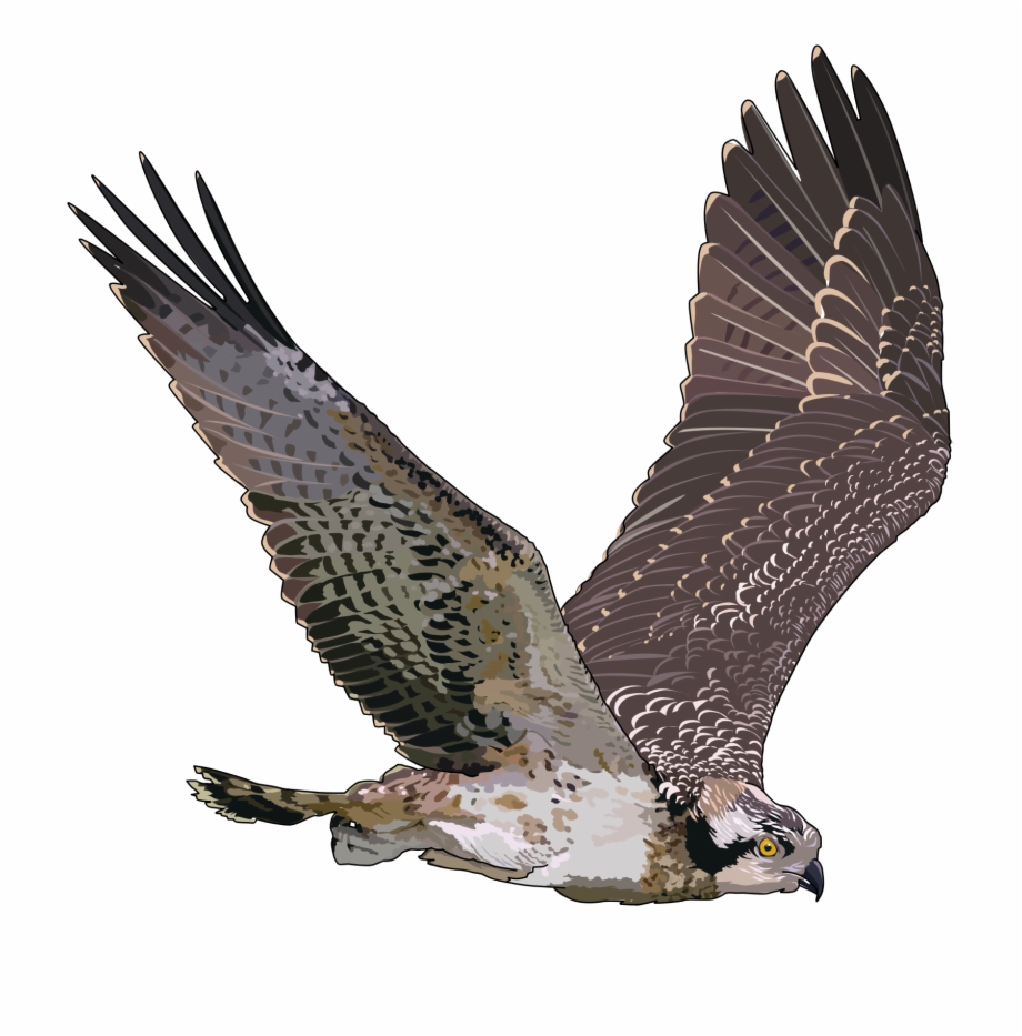 Falcon png flying.