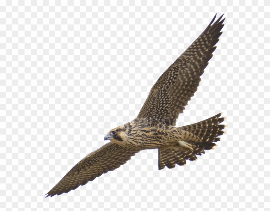 Free Png Download Falcon Png Images Background Png