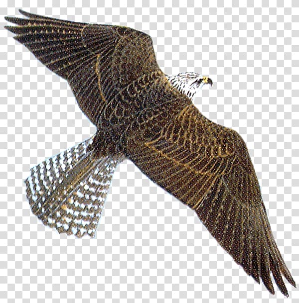 Peregrine falcon grand.