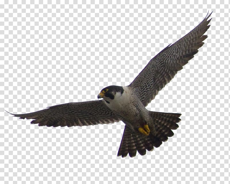 The peregrine falcon.