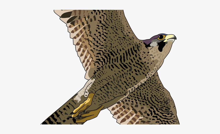 Falcon Png Transparent Images