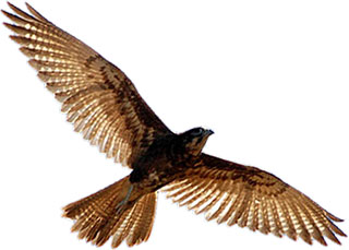 Falcon free bird.