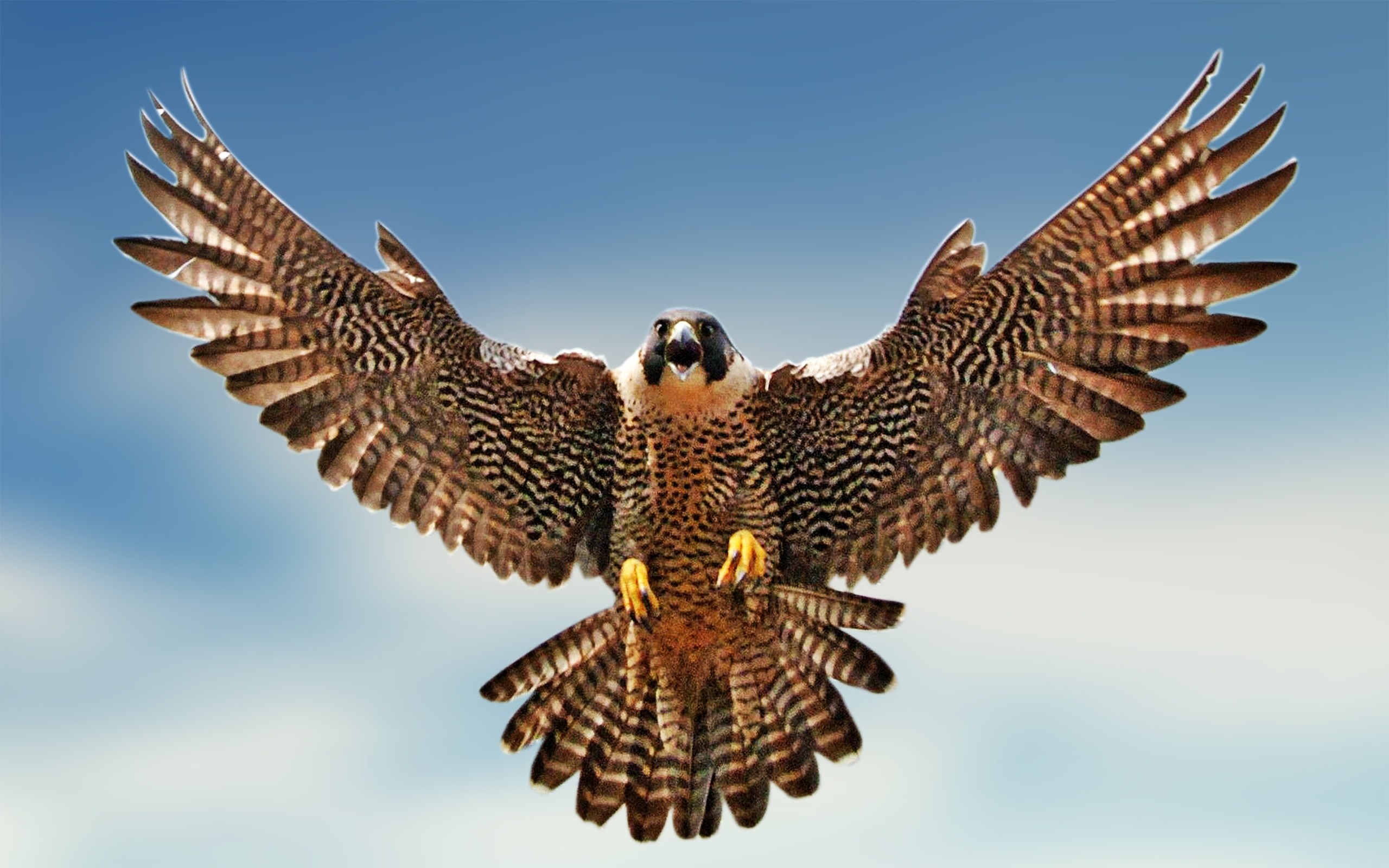 Falcon bird clipart.