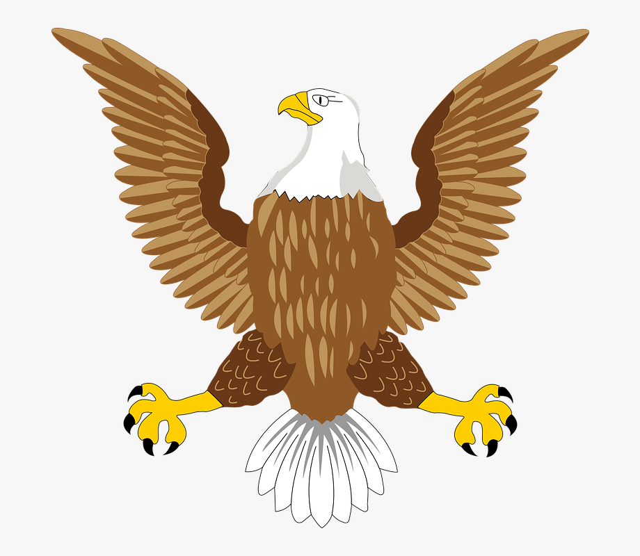 Download Free Falcon Birds Png Transparent Images