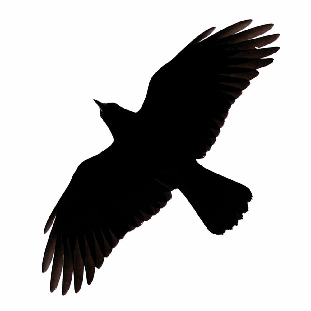 Halloween crow silhouette clipart