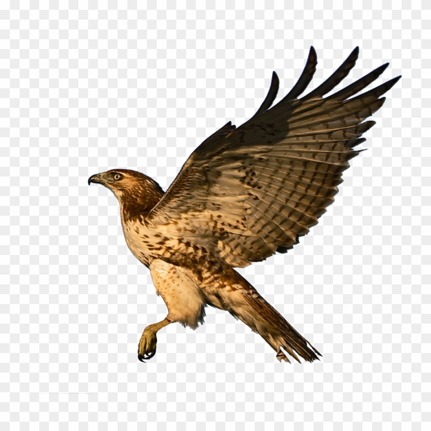 Red Tailed Hawk Clipart Falcon