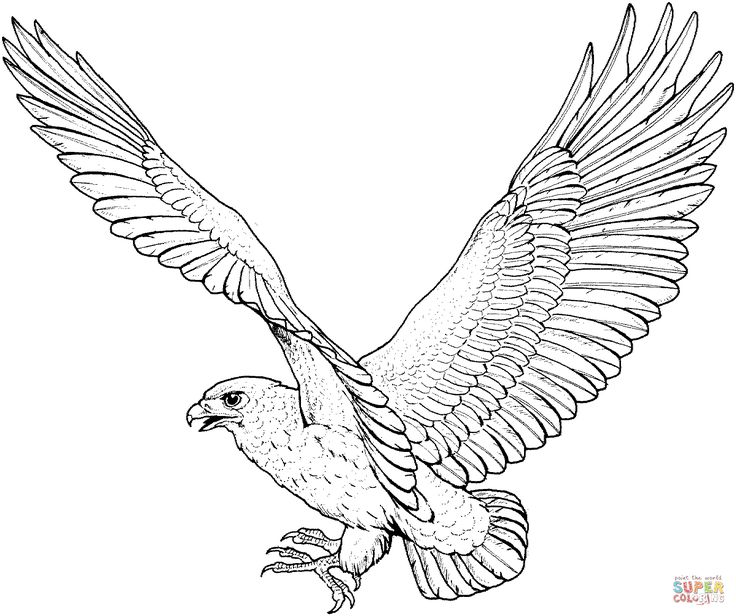 Falcon clipart red tailed hawk pencil and inlor falcon
