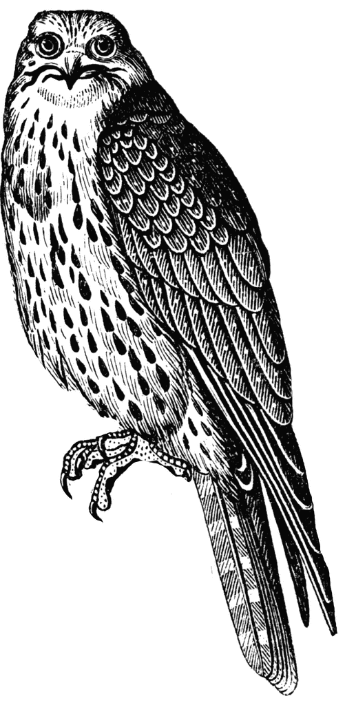 Falcon clip art.