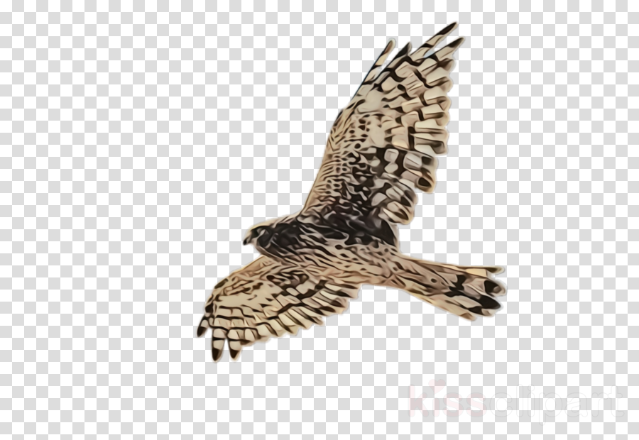 Bird bird of prey northern harrier hawk peregrine falcon