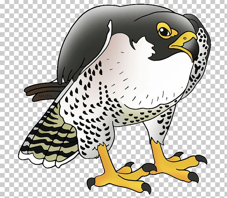 Peregrine Falcon Prairie Falcon Merlin PNG, Clipart, Animals