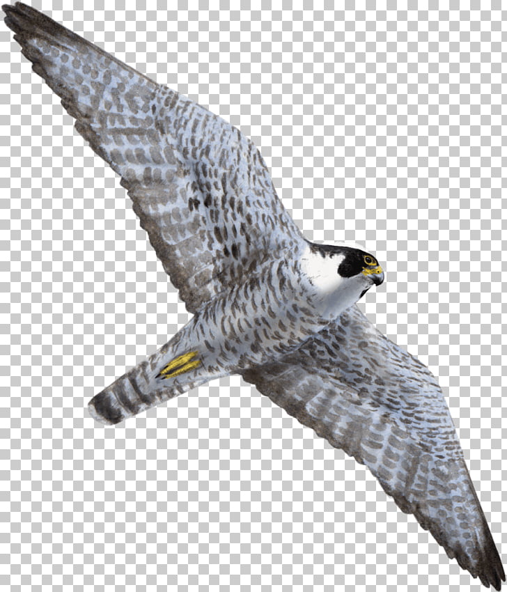 Hawk Bird of prey Peregrine falcon Flight, Bird PNG clipart
