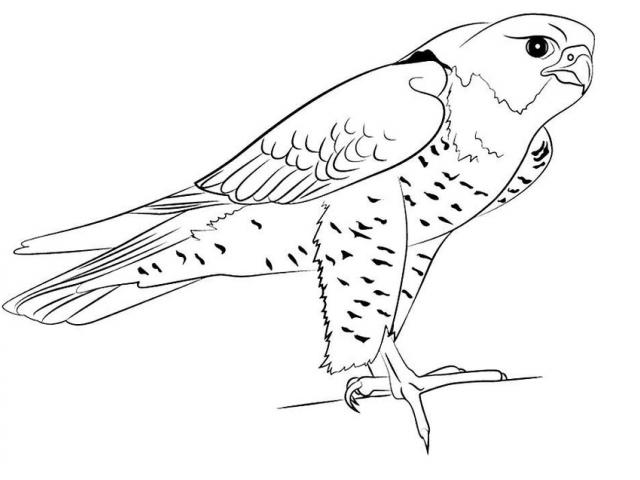 Free peregrine falcon.