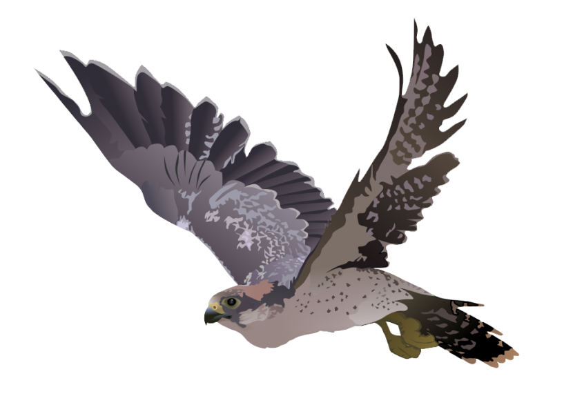 Falcon clipart realistic animal, Falcon realistic animal