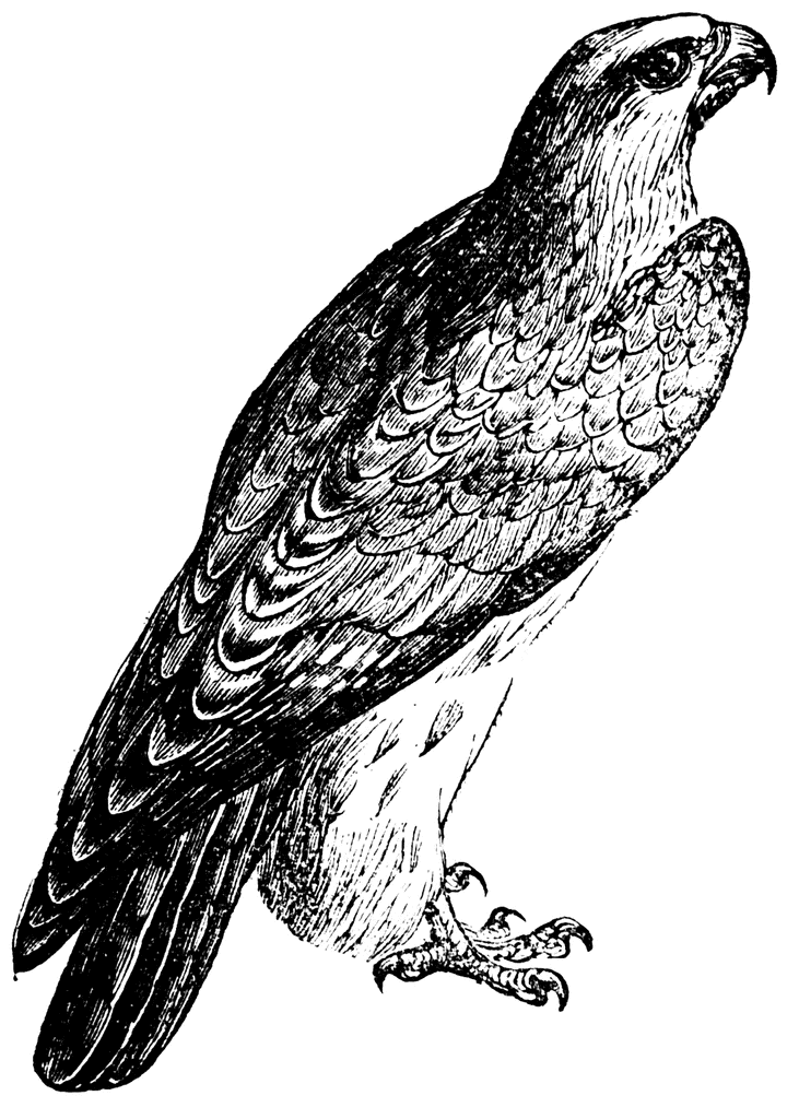 Falcon Clip Art