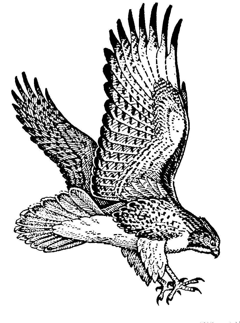 Red hawk clipart.