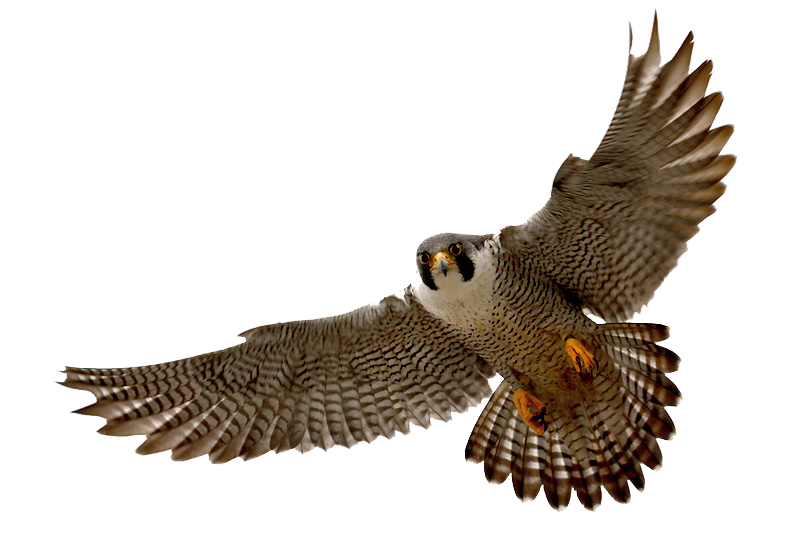 Falcon clipart mart