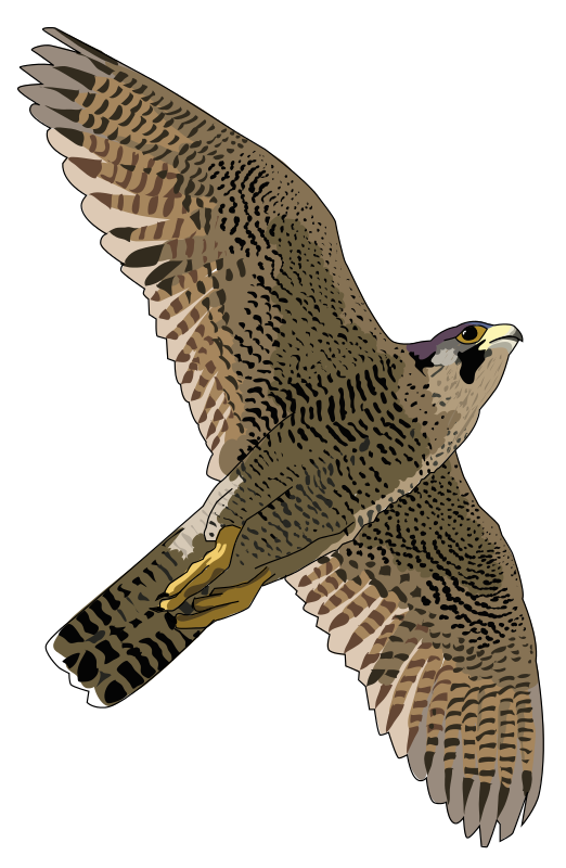 Realistic clipart falcon, Picture