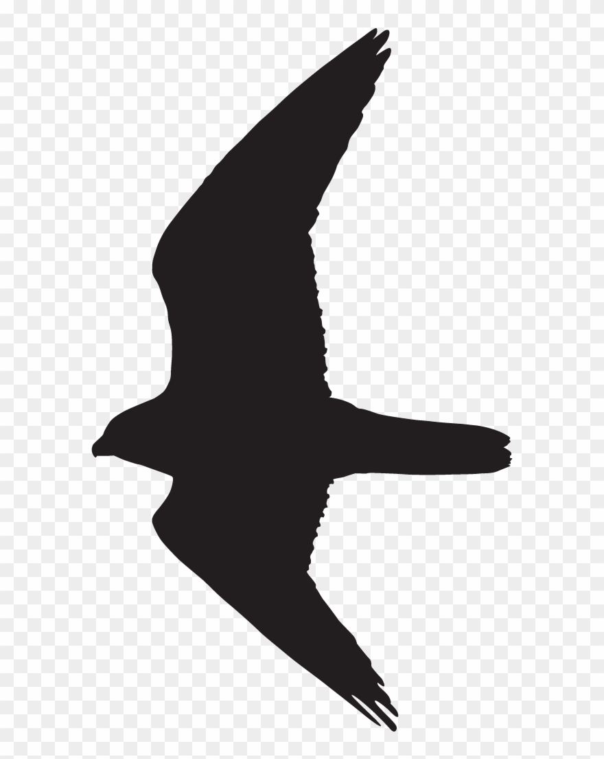 Falcon silhouette peregrine.