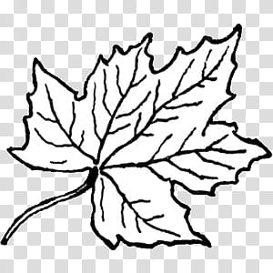 Black and white II, maple leaf illustration transparent