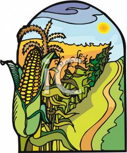 Rows corn farm.