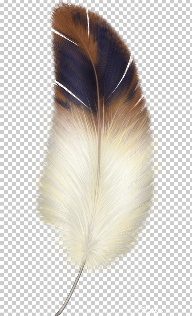 Bird feather png.
