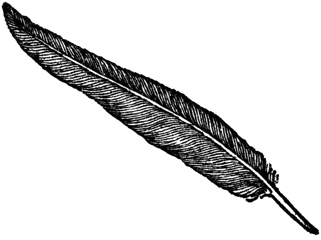 Black feather feather.