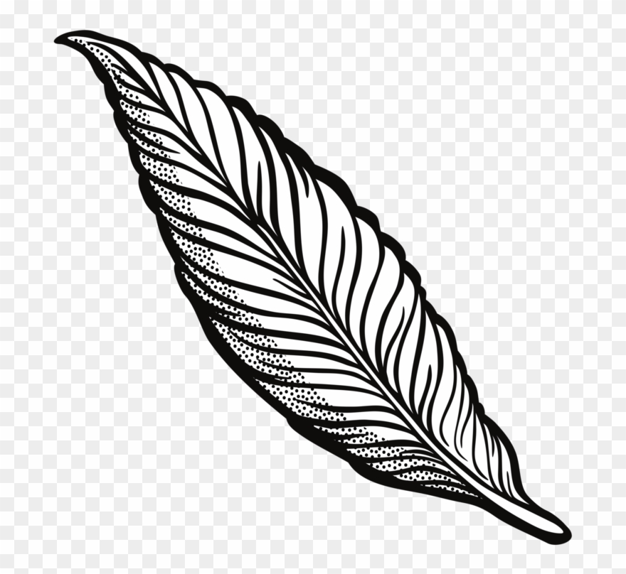 Feather Drawing Line Art Quill Cartoon