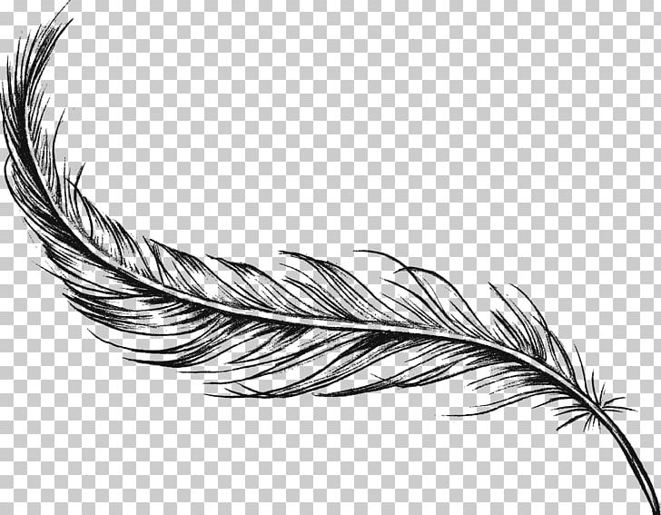 Feather drawing art.