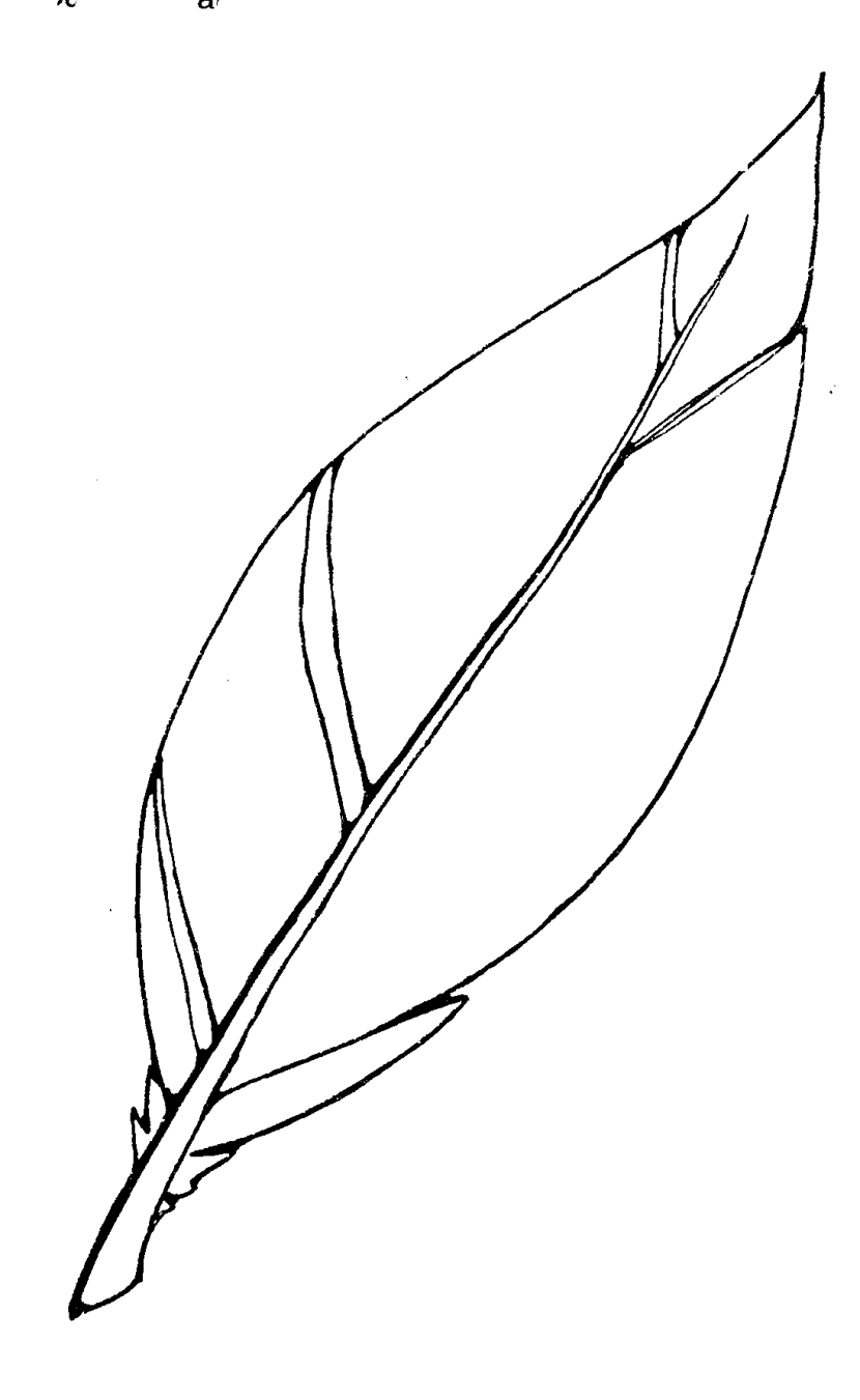 Free feather outline.
