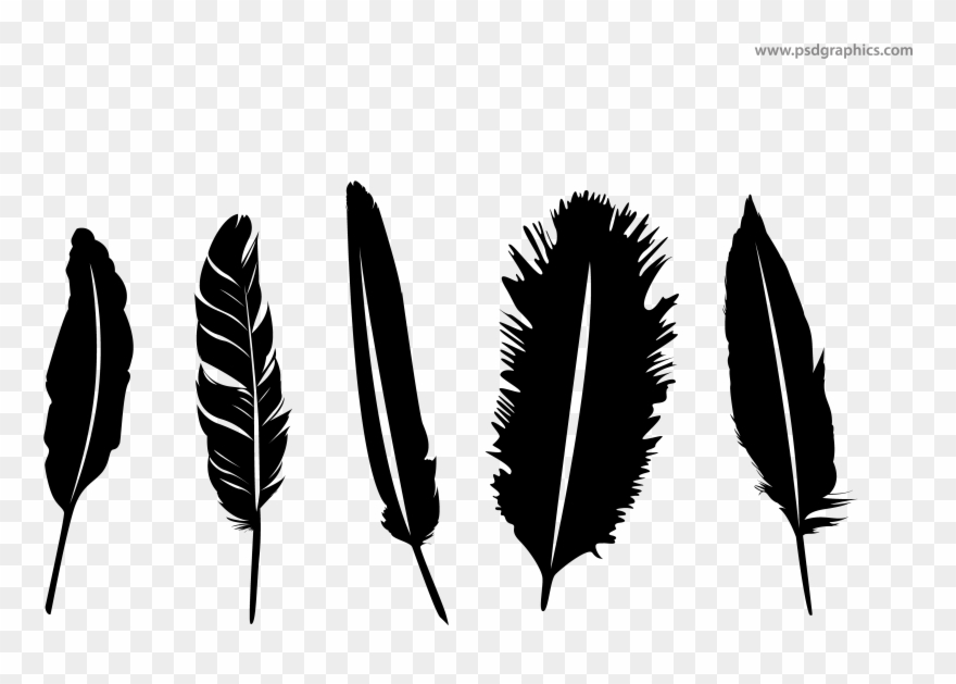 Feathers silhouette getdrawings.