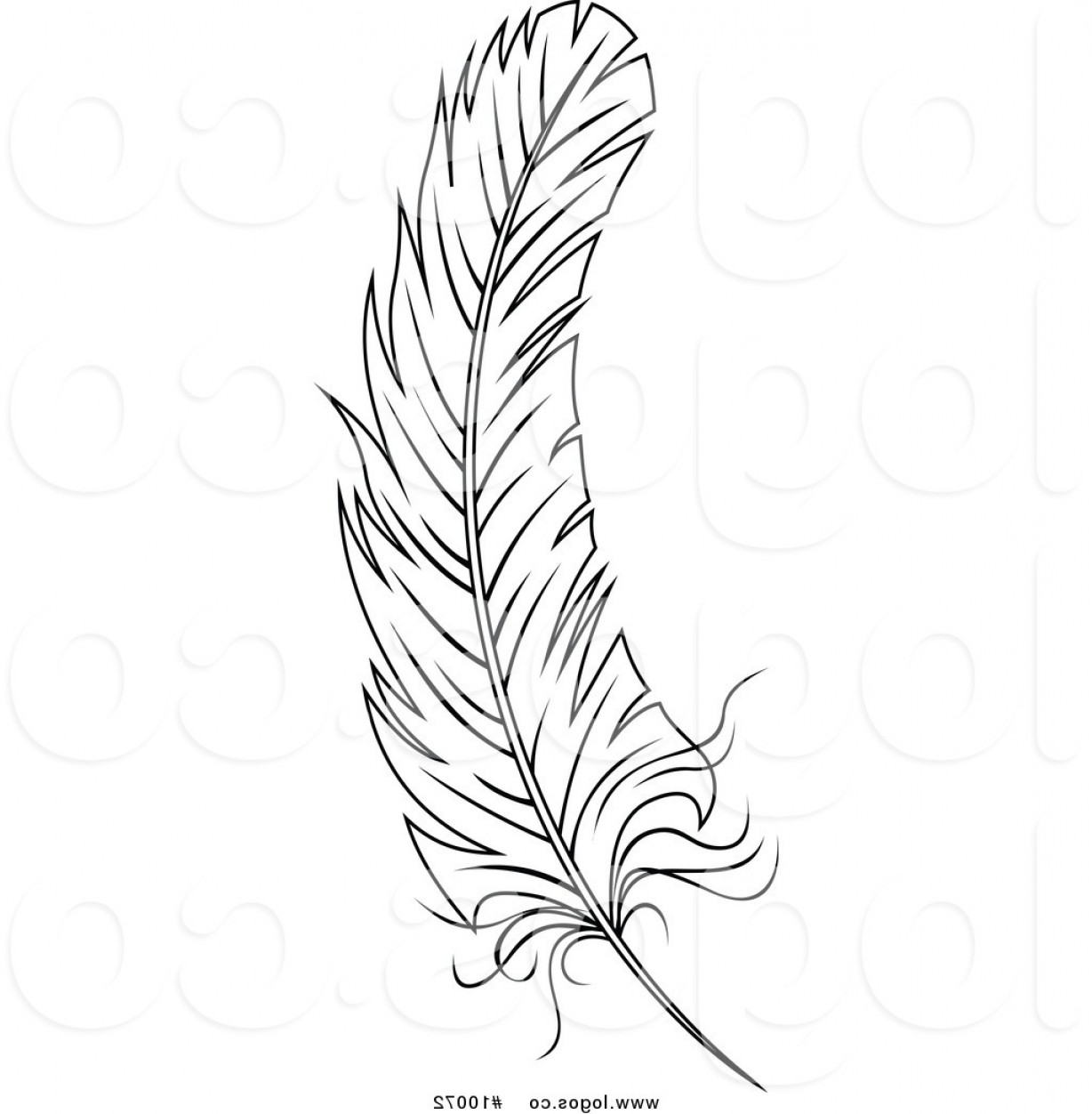Best vector feather.