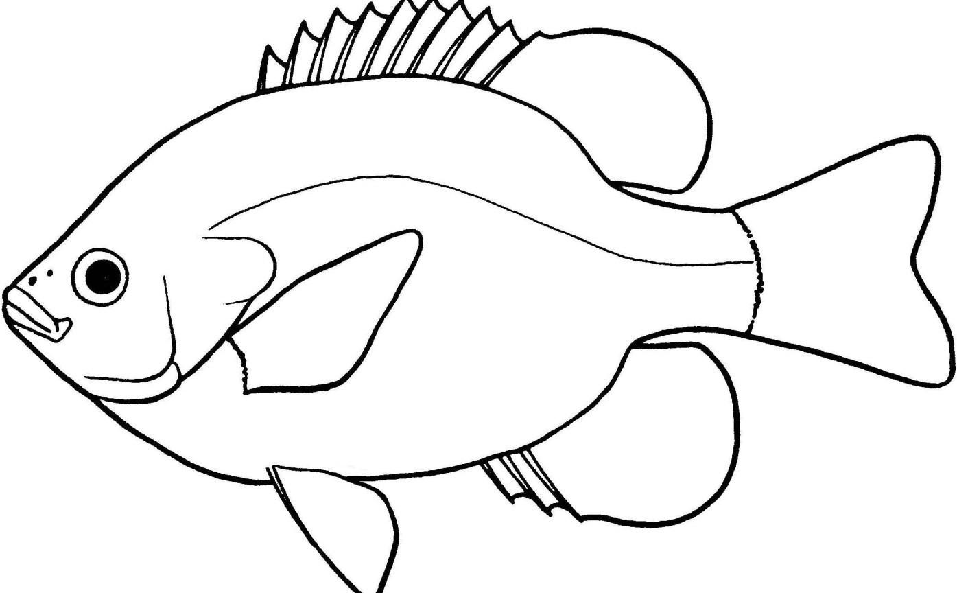 Fish Clipart Outline Autosparesuk Within Clipart Black And White