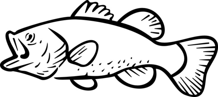 Free Bass Outline Cliparts, Download Free Clip Art, Free