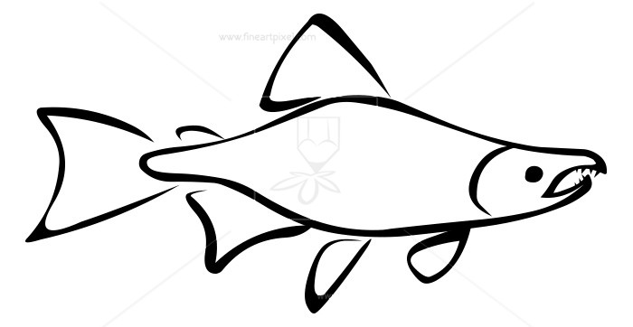 Collection salmon clipart.