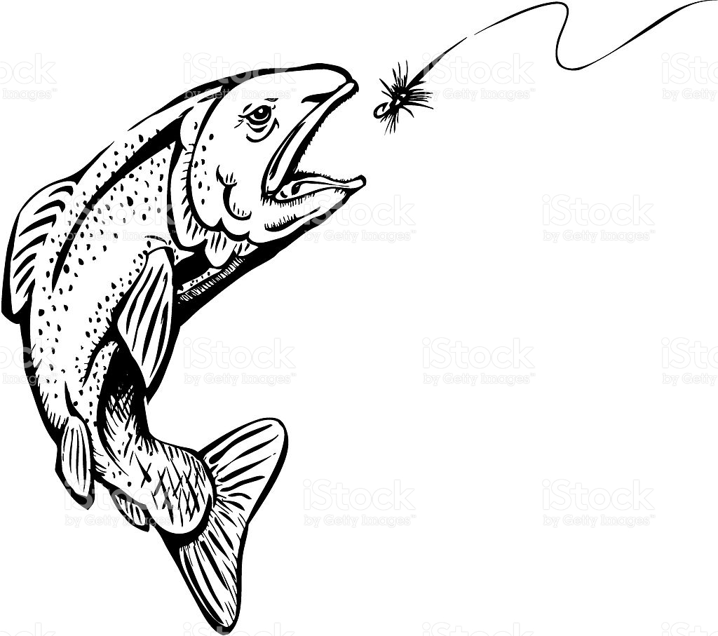Trout fish drawing.