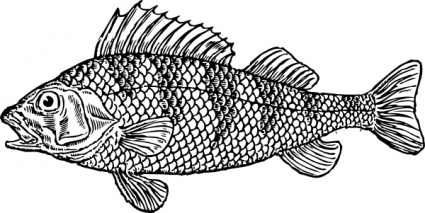 fish clipart outline vector