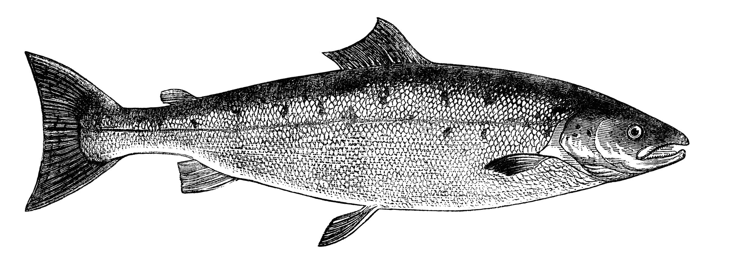 Black and white clip art, vintage fish clipart, salmon image