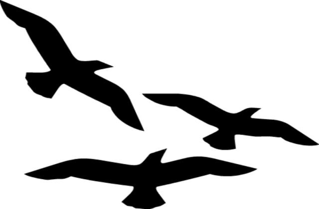 Bird flight silhouette.