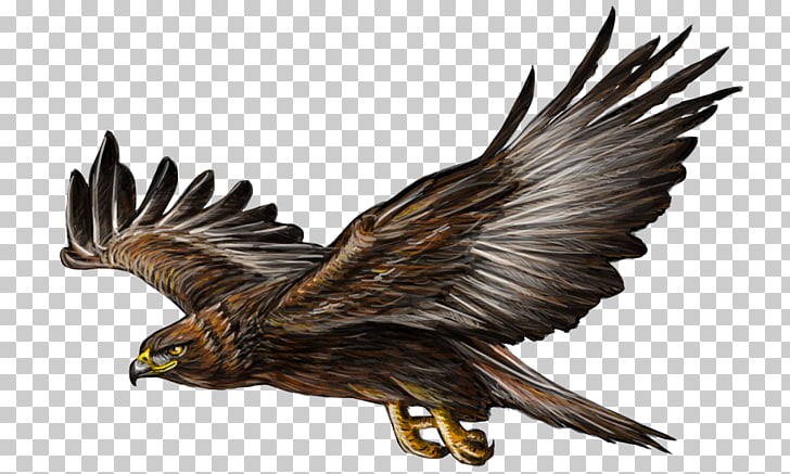 flight clipart eagle