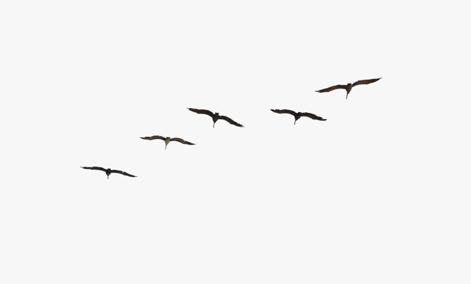 Brown pelicans flying.