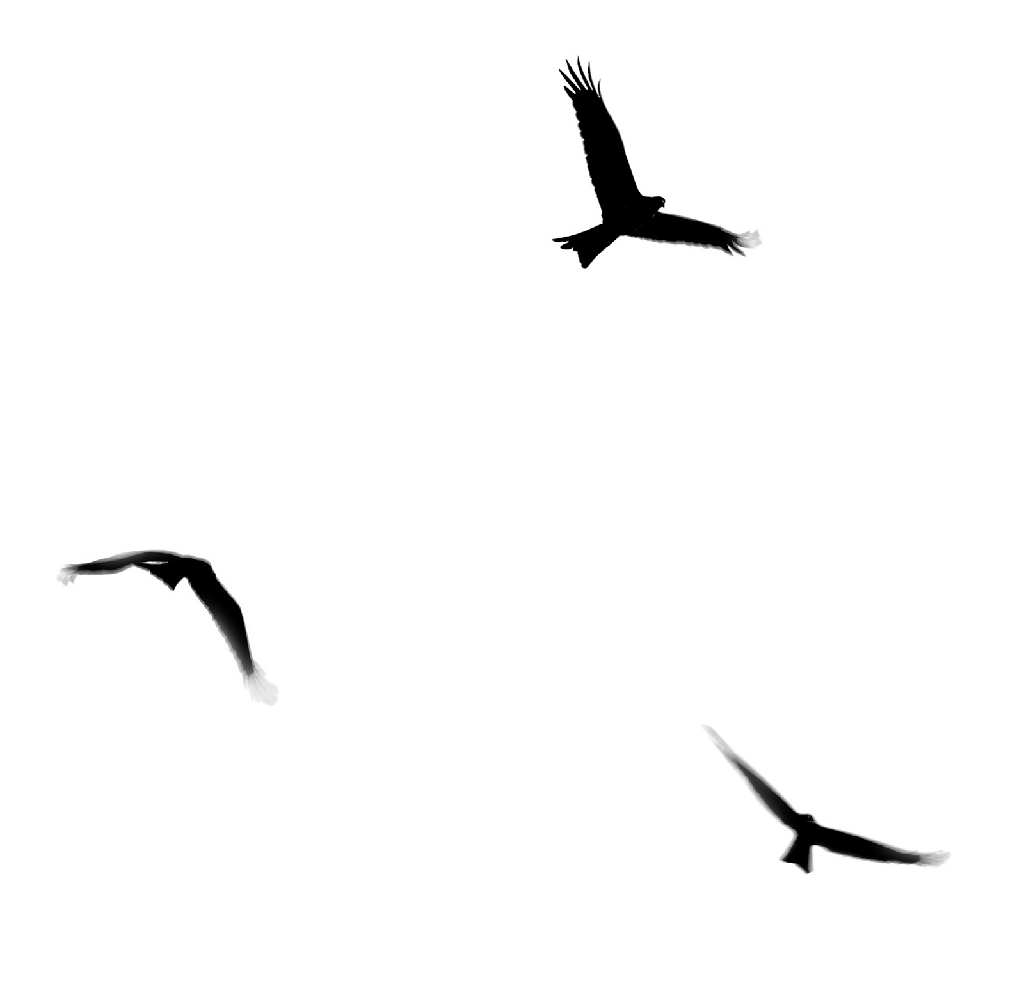 Bird Flight Clip art